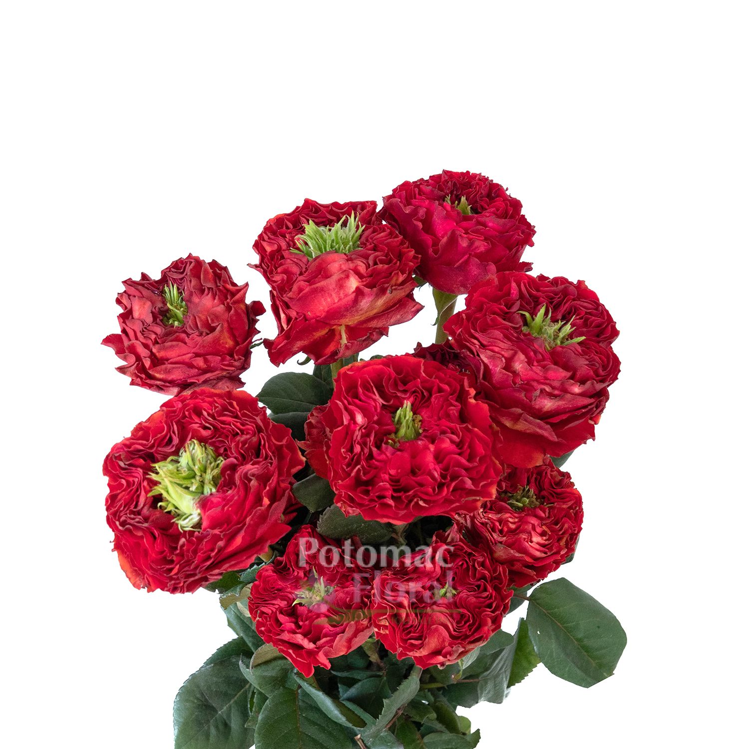 Garden Rose, Red Eye Red with Green Center Potomac Floral Wholesale